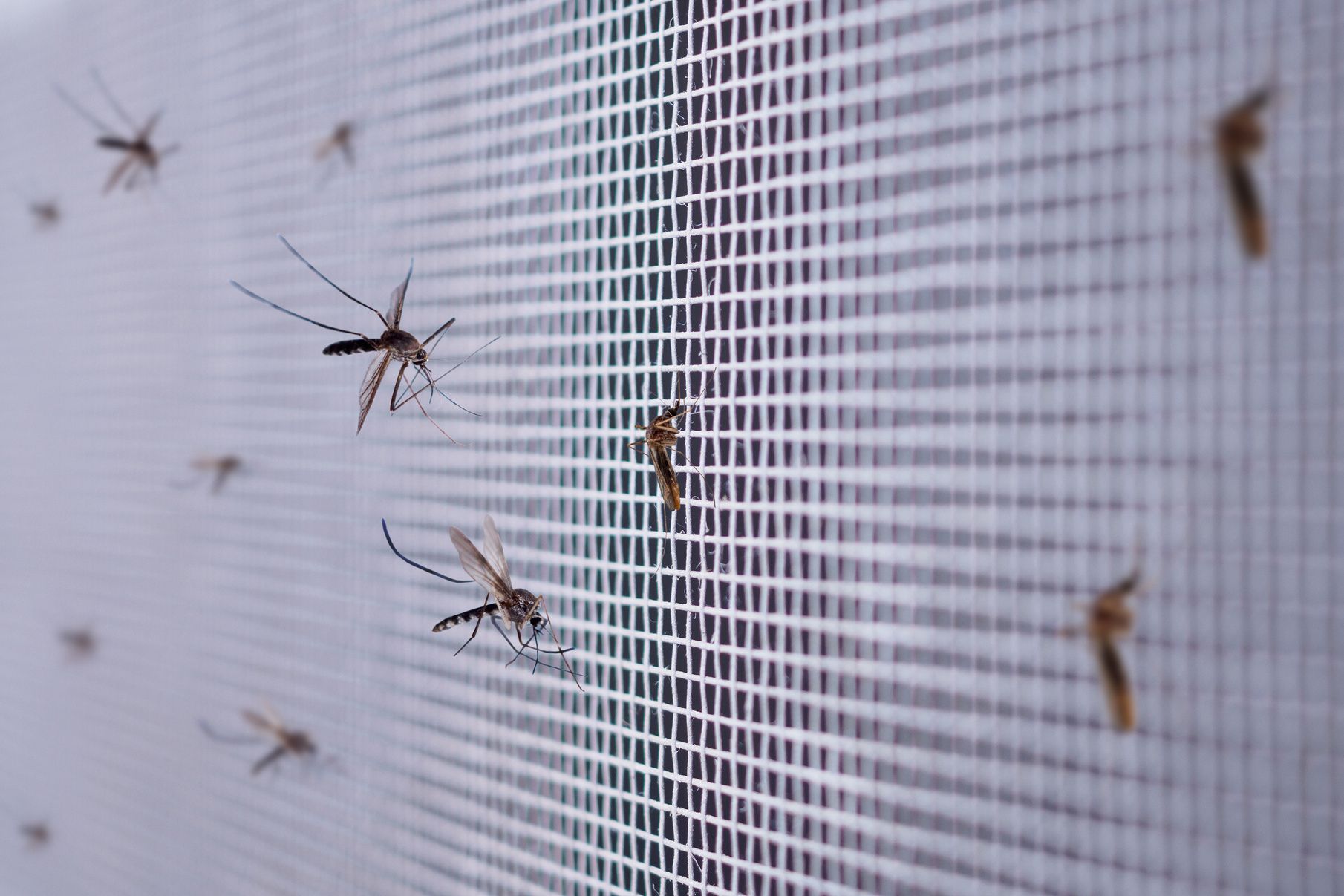 many mosquitoes on insect net wire screen close up on house wind